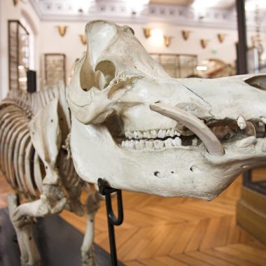 Visites du Musée Fragonard