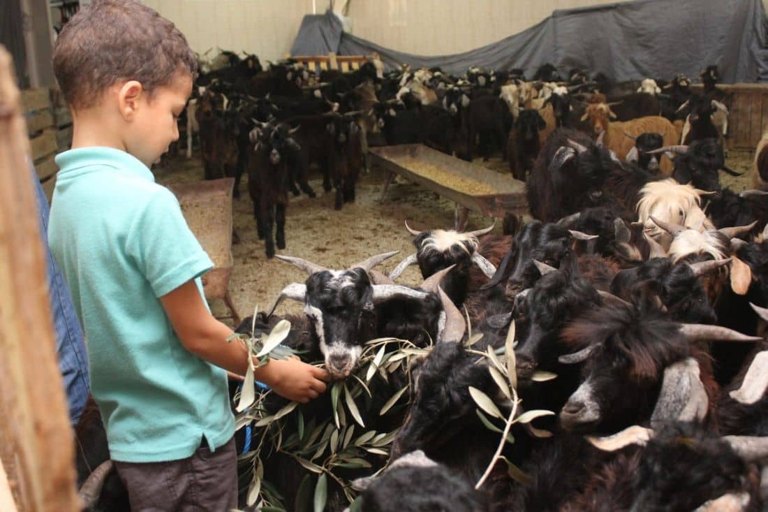 Un enfant nourrit des chèvres