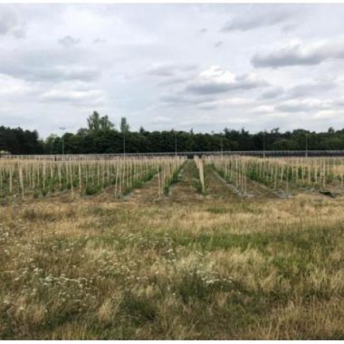 Atelier- Initiation à la viticulture au Domaine viticole de Paris Gravelle